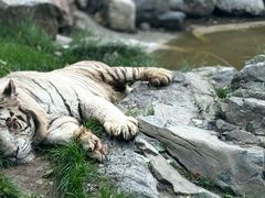 -北京野生动物园