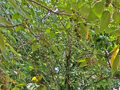 -老袁家蜜桃农场·阳山水蜜桃