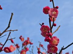 -梅花山(明孝陵内)