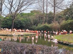 -上海野生动物园