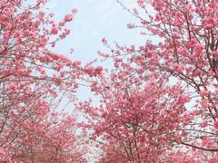-天适樱花悠乐园