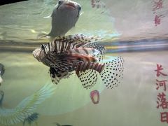 -烟台海昌鲸鲨海洋公园