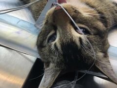 -关爱宠物医院·猫科中心·消化科(滨湖万达分院)