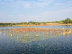 -溱湖国家湿地公园