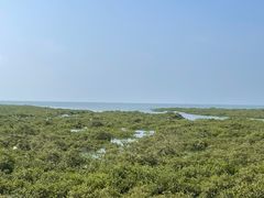 -北海金海湾红树林生态旅游区