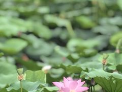 -济南大明湖景区