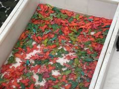 -青石桥花鸟鱼虫市场(叠翠城店)