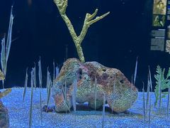 -上海海洋水族馆