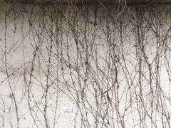 -鸡鸣赐茶(鸡鸣寺路店)