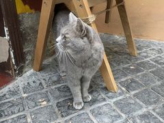 -猫岛主趣味餐厅(鼓浪屿店)