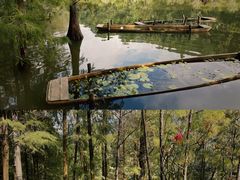 -深圳仙湖植物园
