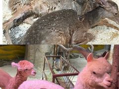 -正佳雨林生态植物园