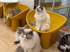-有喵·猫咖·狗咖·30几只猫10只小狗(岗厦店)