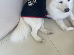 -怪兽屋·羊驼·猫咖·狗咖(俊华广场店)