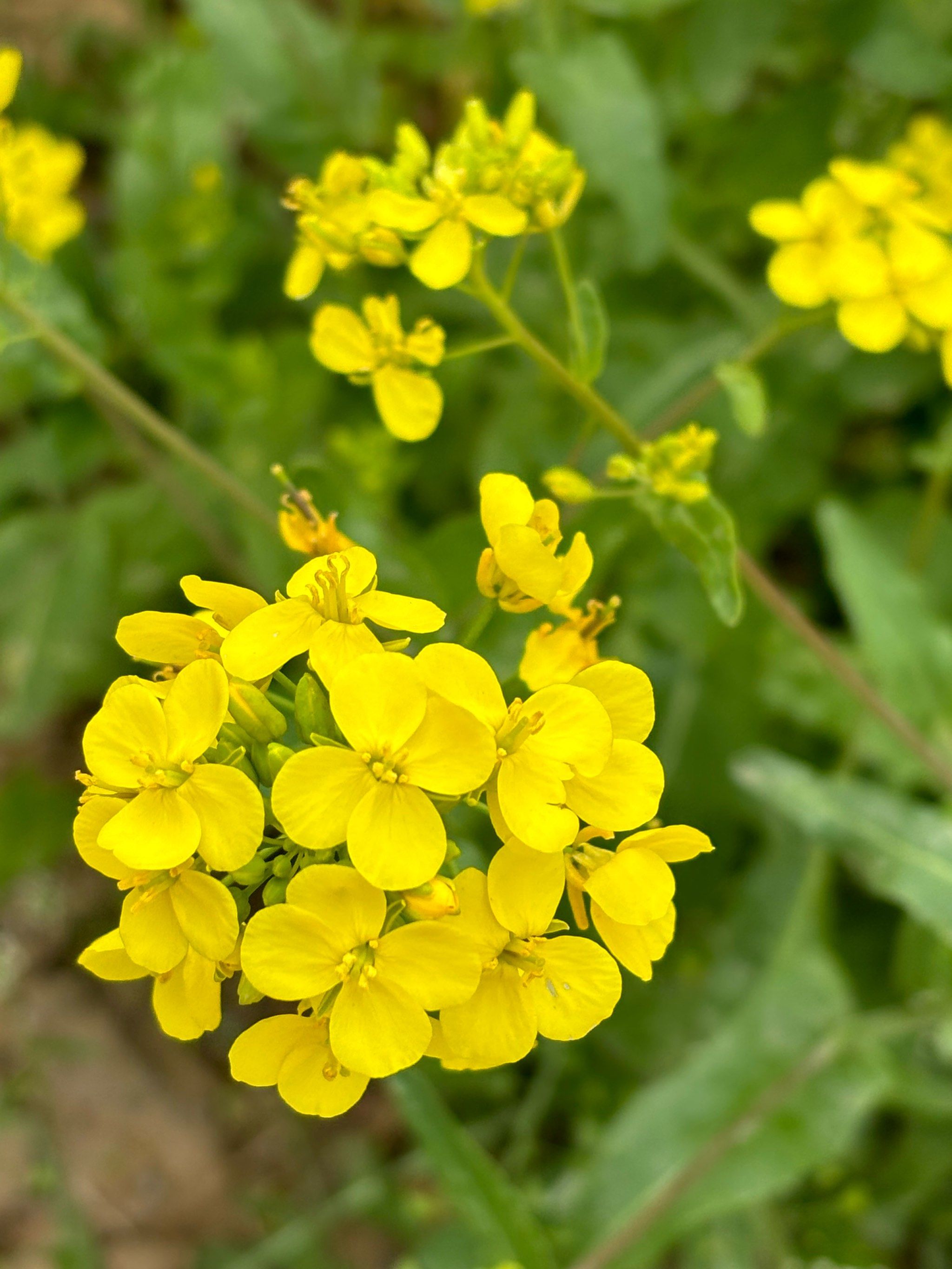 油菜花的理解