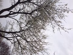 iphone_upload_pic-香雪海