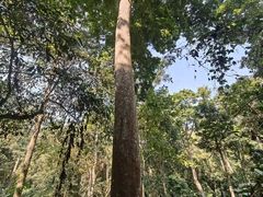 -西双版纳基诺山寨