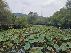 -八卦田遗址公园
