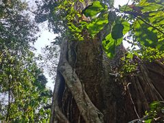 -中国科学院西双版纳热带植物园