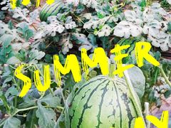 -庞各庄翠芳园西瓜蔬菜基地采摘园