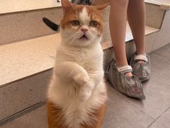 -飞行喵MR PILOT|猫舍·猫咖(静安大融城店)