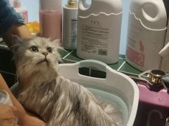 -山宅一喵德文卷毛猫舍