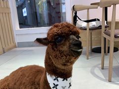 -Heymao猫咖.咖啡厅(东门店)