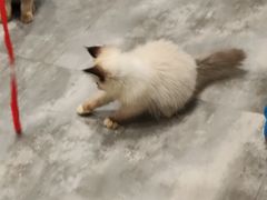 -楼上猫咖(罗湖店)