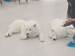 -安格丽娜·狗咖·猫咖羊驼咖(春熙路百盛商场店)