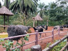 -海南热带野生动植物园