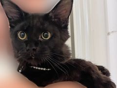 -猫大福·Fortune Cat猫舍(百子湾店)