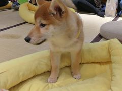 -逗柴咖啡屋·狗咖猫咖宠物桌游