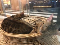 -袖虎·猫馆(体育西路店)