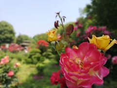 -东湖落雁景区