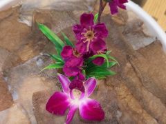 -千牛将·鲜牛肉火锅(开元路店)