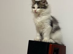 -中农国际动物医院24小时·猫科·骨科·急重症中心