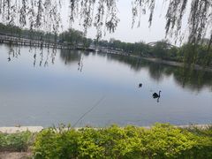 -白洋淀景区