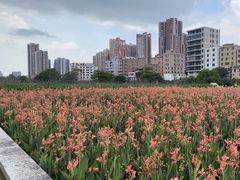 -大亚湾红树林城市湿地公园