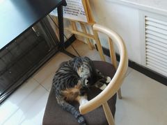 -平行世界·猫咖(首经贸店)