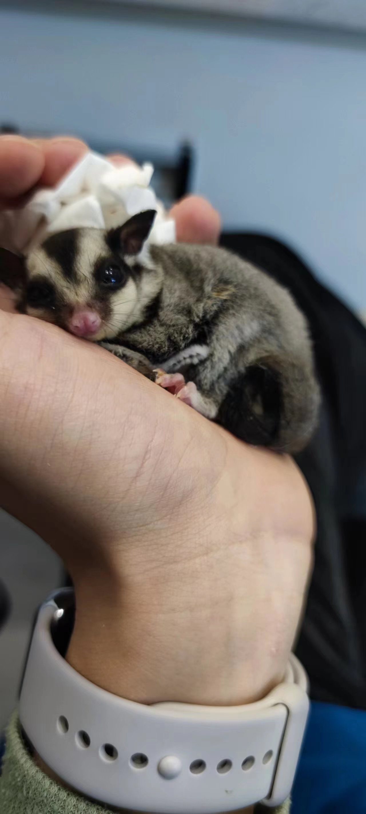 我的蜜袋鼯一开始拉稀以为喂点苹果水就好了