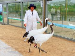 -盐城丹顶鹤湿地生态旅游区