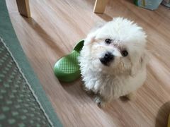 -翊宠yipet猫狗购宠庄园犬舍•猫舍