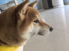 -瑞派福兴宠物医院犬猫全科·骨科·中西医结合(河东店)