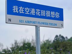 -空港花田景区