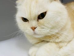 -喵的天空名猫咖啡馆·撸猫·猫舍·用品