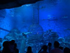 -芜湖新华联大白鲸海洋公园