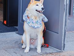 -猫的天空之城概念书店(苏州平江店)
