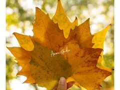 -三里屯东五街银杏大道