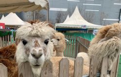 -萌宠亲子动物乐园(槐房万达店)