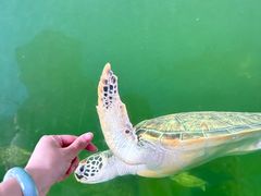 -广东惠东海龟国家级自然保护区